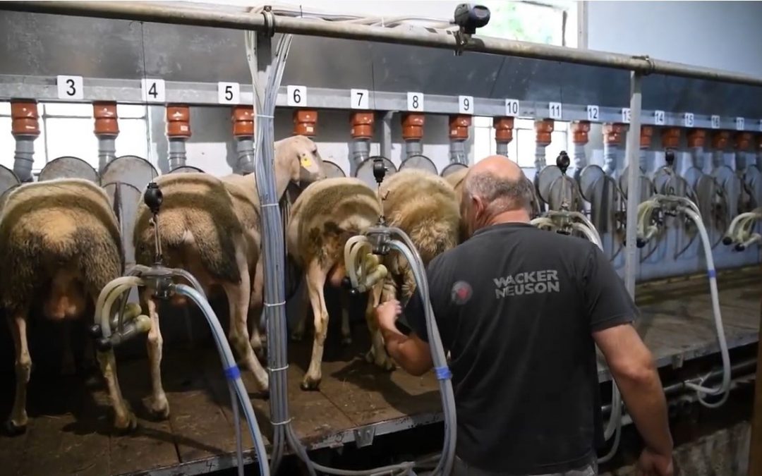 Какви са изискванията за производство на сирене от непастьоризирано мляко в Словакия ?