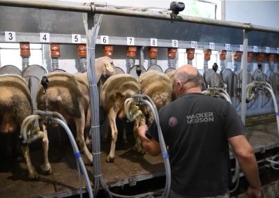 Какви са изискванията за производство на сирене от непастьоризирано мляко в Словакия ?