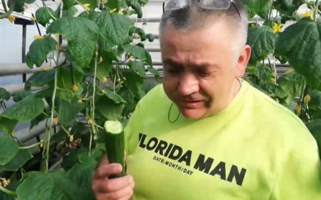 Оранжерия на хидропоника, в която не се пръска с химия.