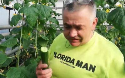 Оранжерия на хидропоника, в която не се пръска с химия.