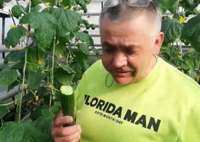 Оранжерия на хидропоника, в която не се пръска с химия.