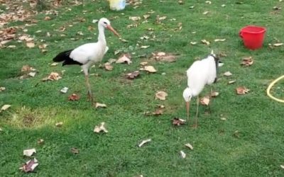 Два щъркела гледа Ангел от Григорево.