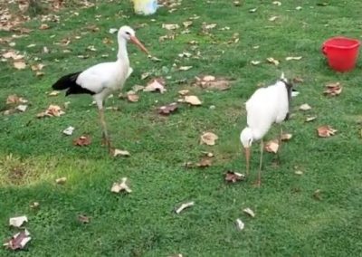 Два щъркела гледа Ангел от Григорево.