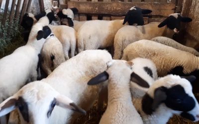 Тишо и неговите агънца