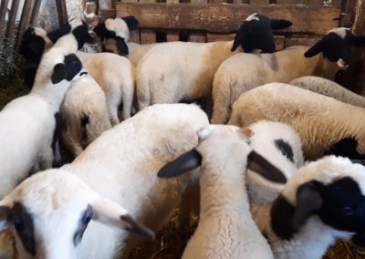 Тишо и неговите агънца