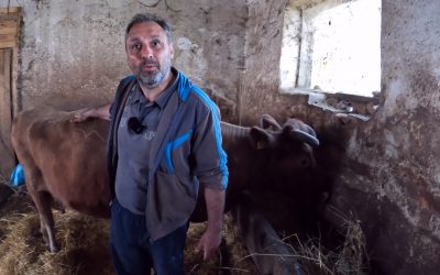 Кравата Калина е на повече от 20 години, но тя няма да се коли или продава. Ще стои в обора докато е жива.