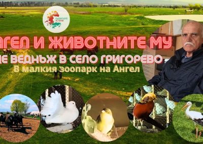 Още веднъж при биволите на Ангел.Ще видим и другите му животни.Ще опитаме и истински биволски суджук