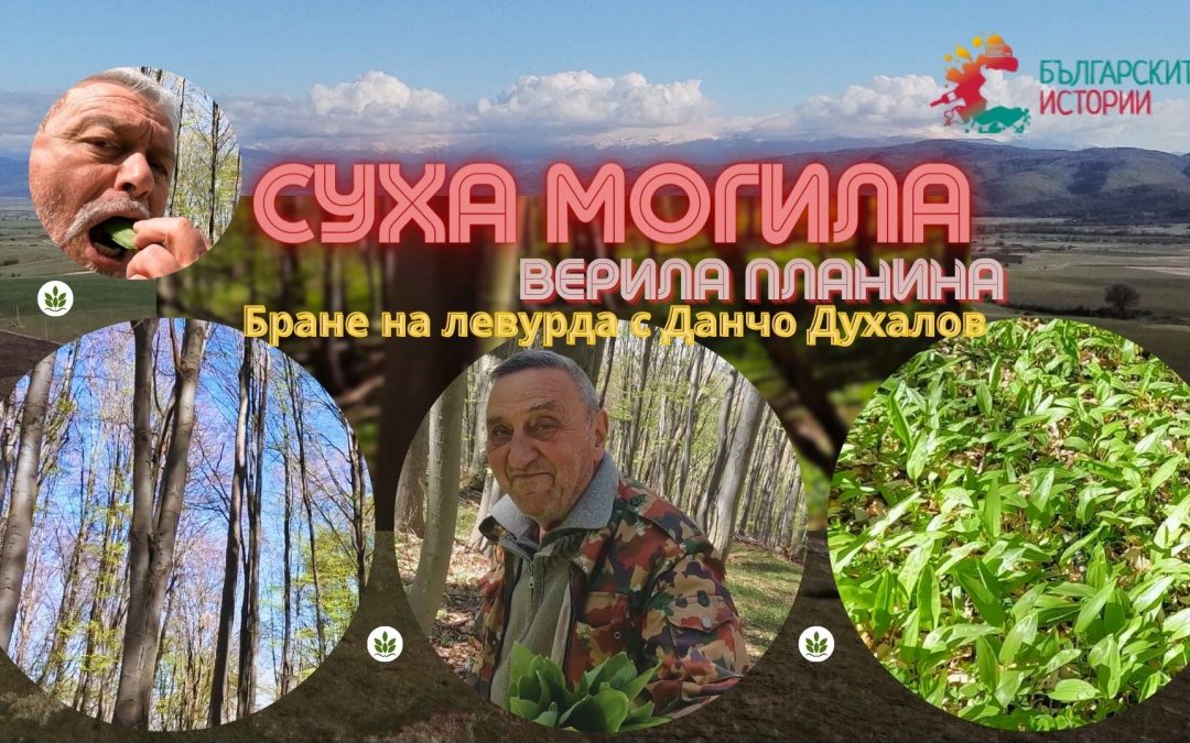 Да наберем левурда във Верила с Данчо Духалов. И да направим илач за чистене на холестерол. Вижте