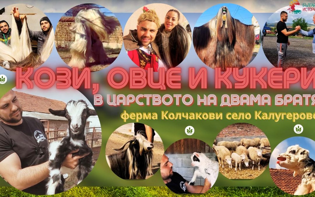 Двама братя висшисти са фермери и отглеждат Калоферски кози,Ил дьо Франс и правят кукерски костюми