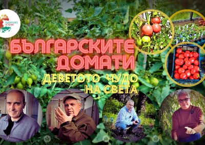 Най-вкусните и качествени домати на света-деветото чудо на Планетата. Българските домати. Вкусете ги